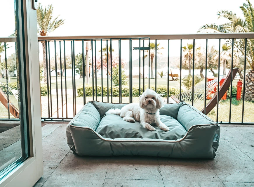 D Resort Ayvalık Köpek Dostu Bungalov oda kartı, evcil hayvan dostu
